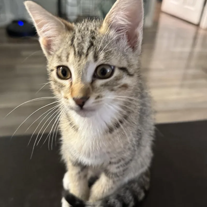 A baby small-sized male Brown / Chocolate Domestic Short Hair cat named Baby Cheetah for adoption in Spokane, WA