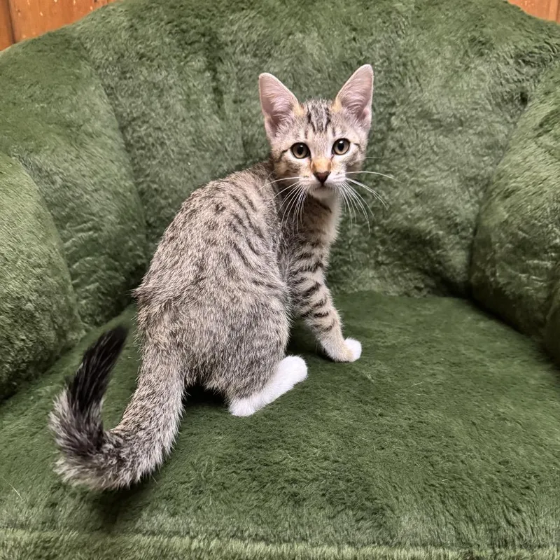 Baby Cheetah thumbnail 3
