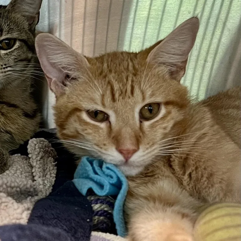 A young medium-sized male Domestic Short Hair cat named Simon for adoption in Cumming, GA