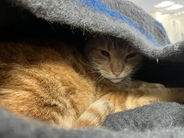 An adult medium-sized male Domestic Short Hair cat named Patton for adoption in Stratham, NH