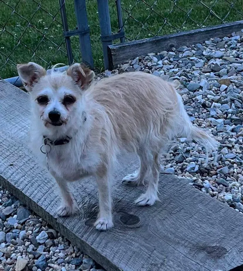 A senior small-sized female Apricot / Beige Chihuahua dog named Trish for adoption in Winsted, CT