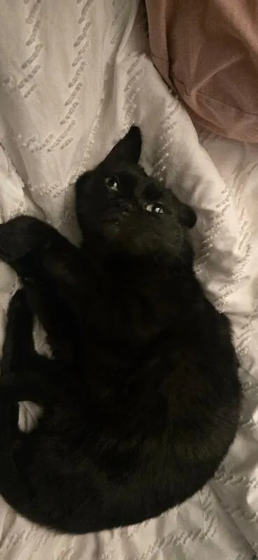 An adult medium-sized male Black Domestic Short Hair cat named Night Shadow for adoption in Arlington, WA