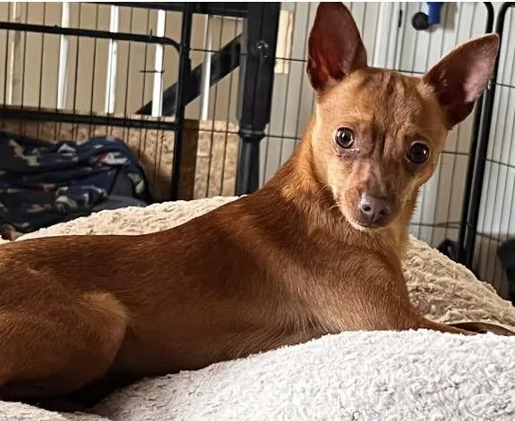 A baby small-sized female Brown / Chocolate Chihuahua dog named Bonita for adoption in Harrington, DE