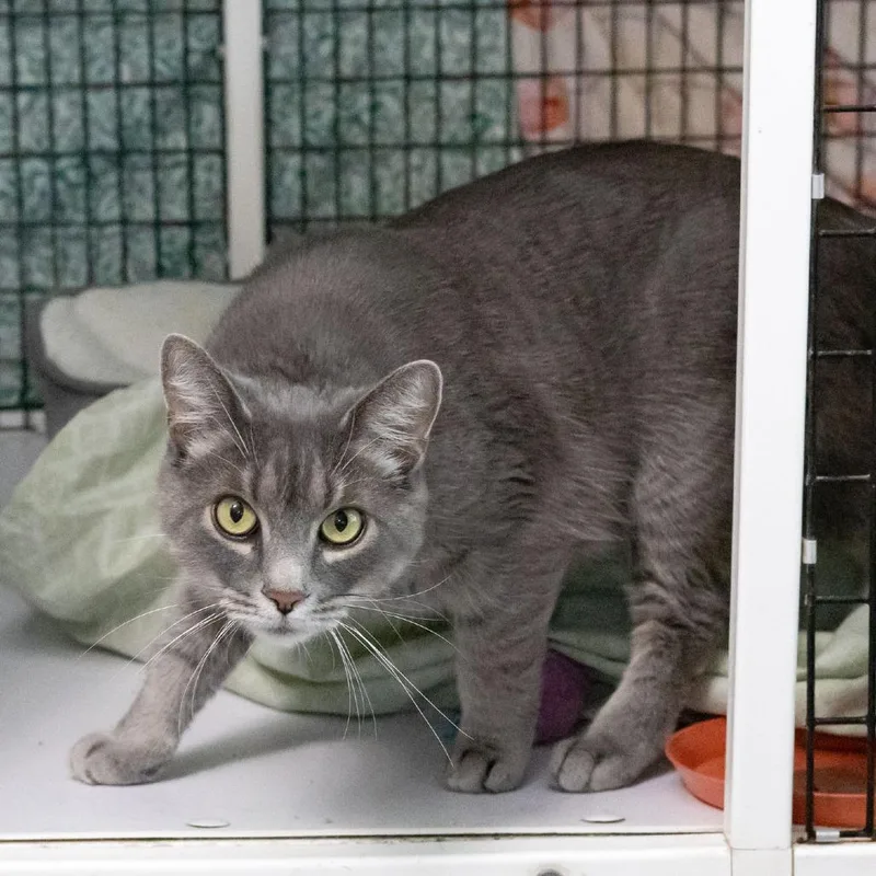 An adult medium-sized female Gray / Blue / Silver Domestic Short Hair cat named Maddie for adoption in McKean, PA