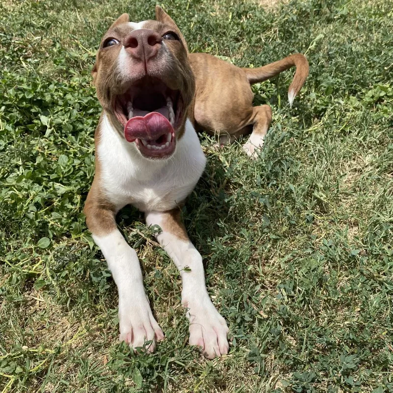 Daisy Rose thumbnail 4