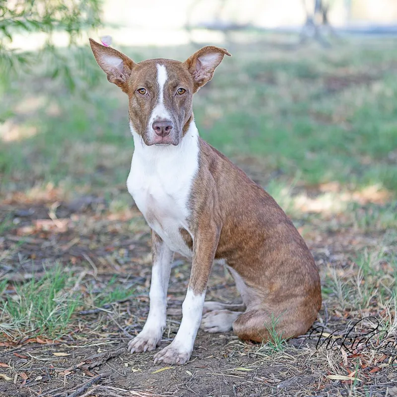 Daisy Rose thumbnail 6