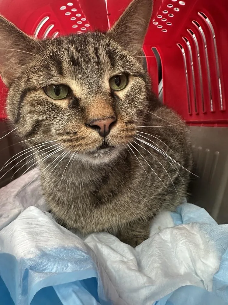 Teddy Bear thumbnail 2