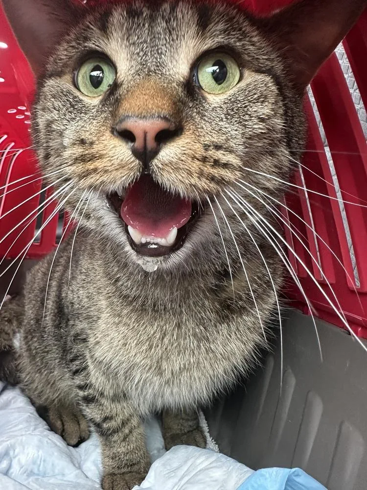 Teddy Bear thumbnail 3