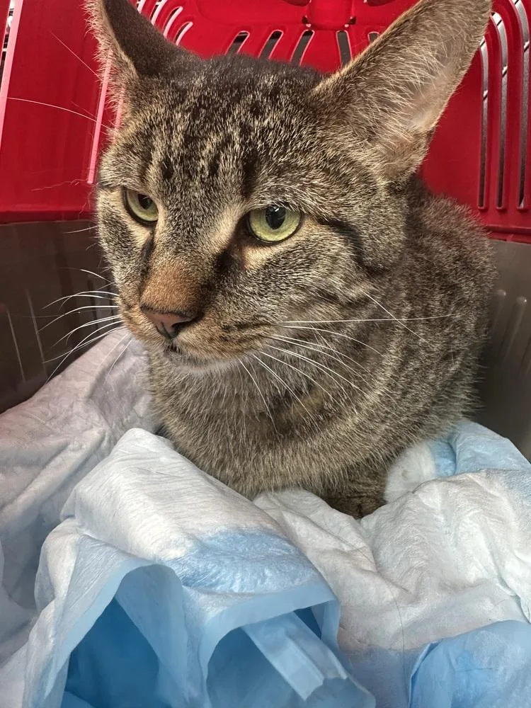 Teddy Bear thumbnail 4