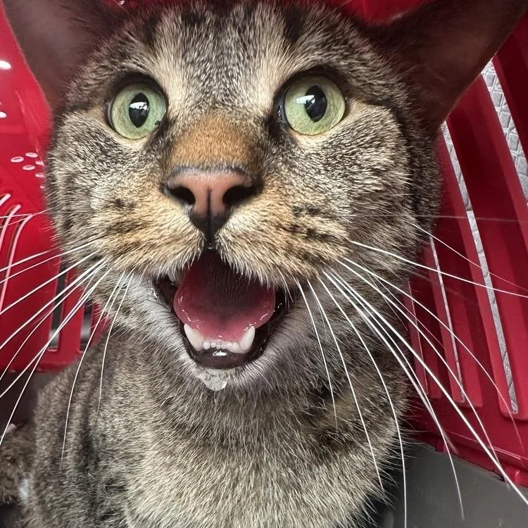 Teddy Bear thumbnail 5