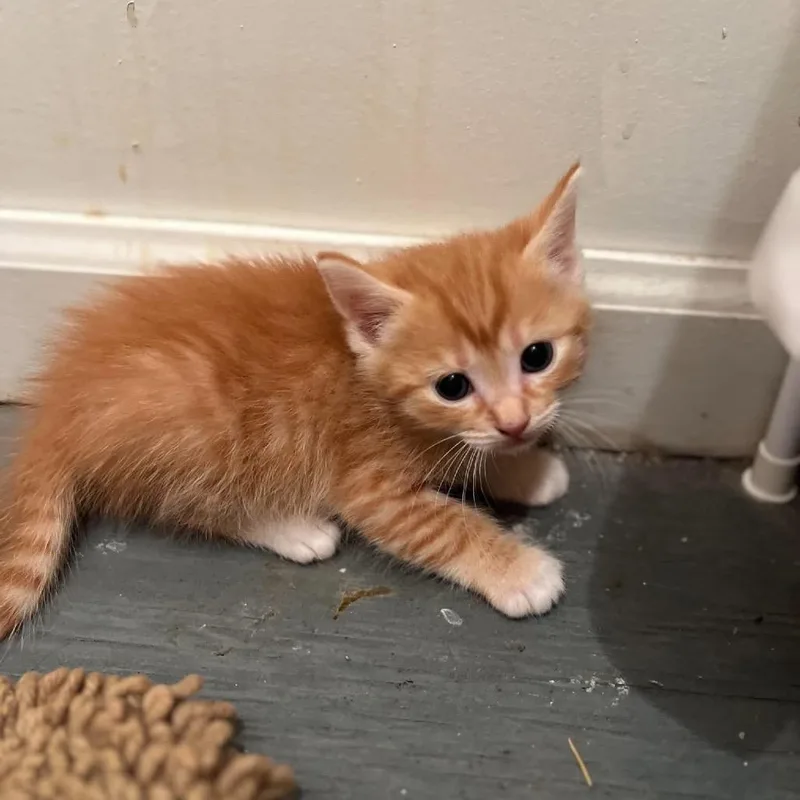 A baby small-sized male Domestic Short Hair cat named Marmalade for adoption in Odenville, AL