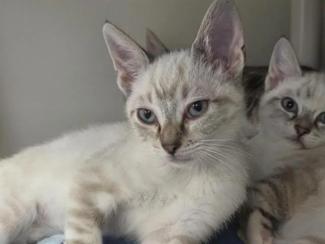 A baby small-sized male Domestic Short Hair cat named Theo for adoption in Salinas, CA