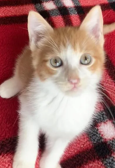A baby small-sized male Orange & White Domestic Short Hair cat named Pumpkin Spice for adoption in Liverpool, TX