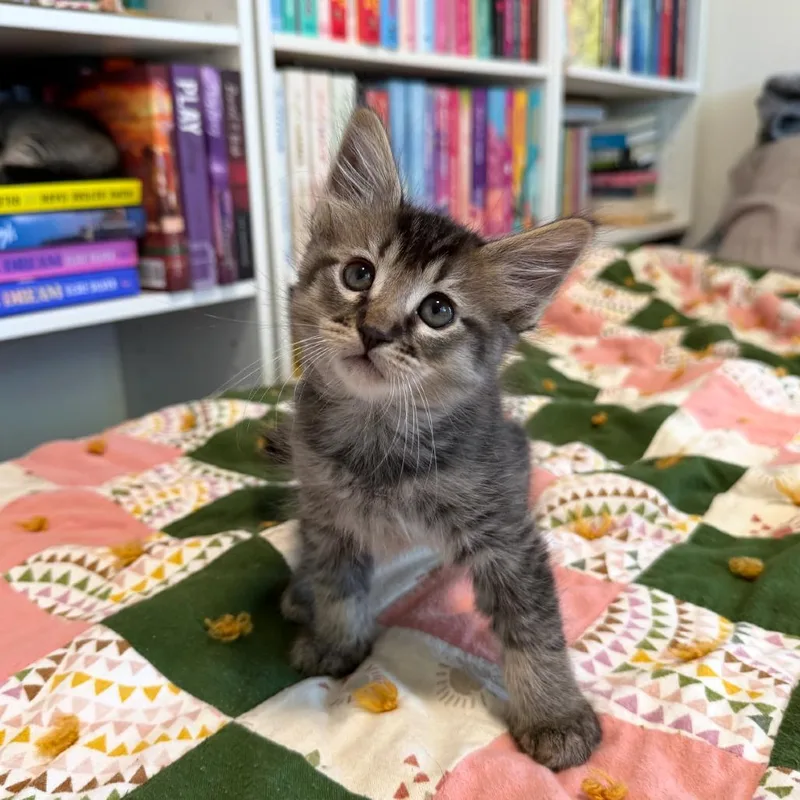A baby small-sized male Brown / Chocolate Domestic Medium Hair cat named Gravy for adoption in Ashland, OR