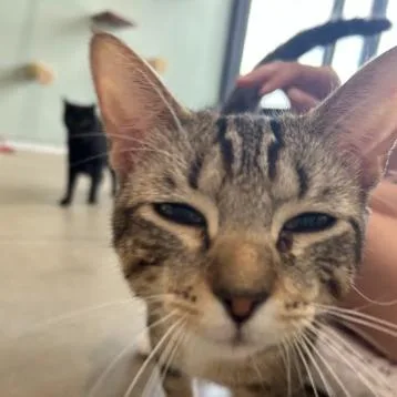 A young medium-sized male Brown / Chocolate Domestic Short Hair cat named Wiggy for adoption in Leander, TX