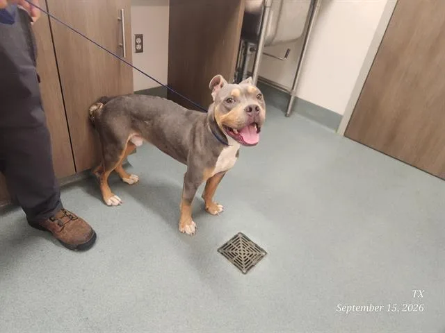 An adult medium-sized male Pit Bull Terrier dog named Vernon for adoption in Baytown, TX