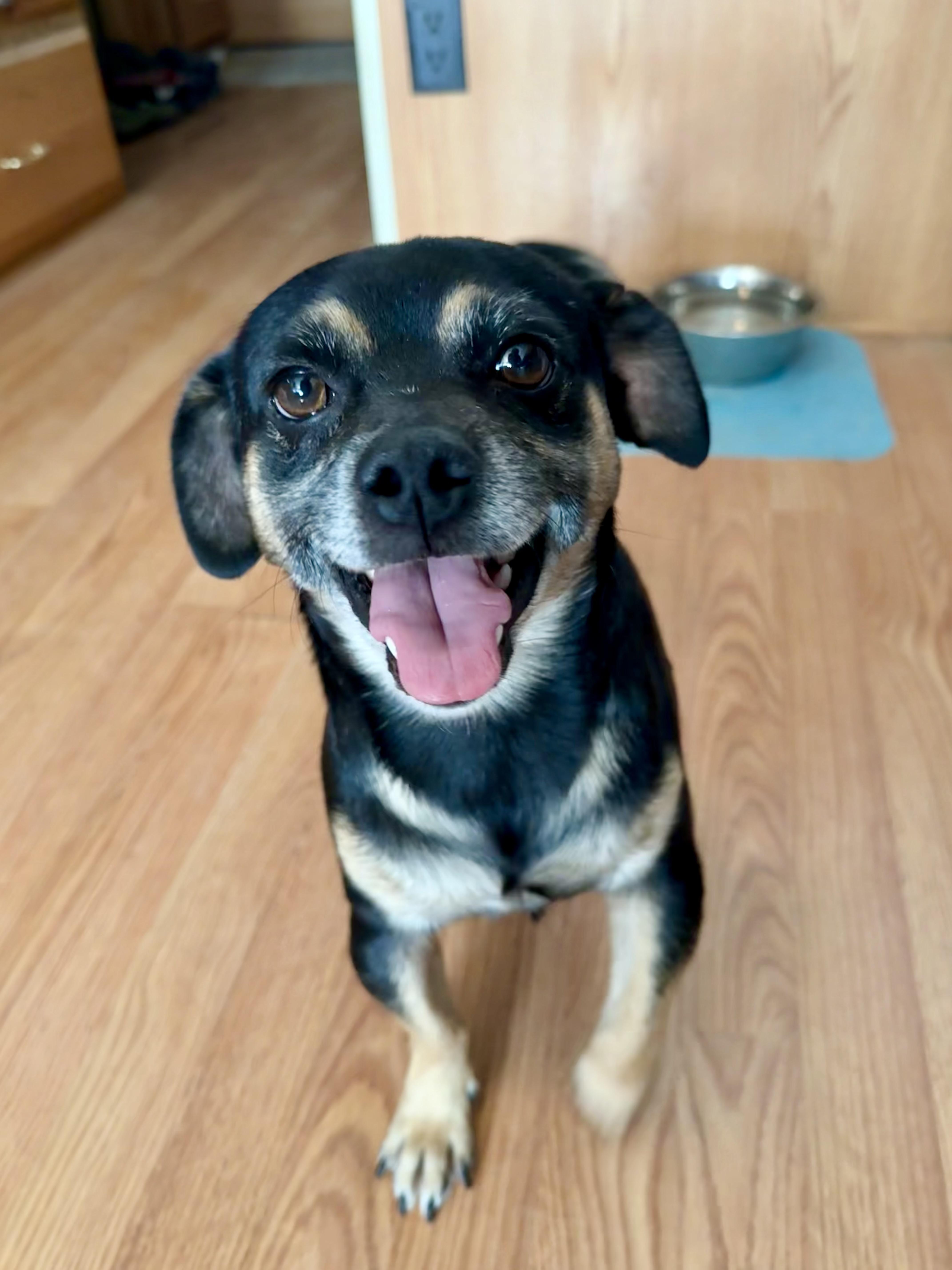 An adult medium-sized male Pug dog named Tuco Salamanca for adoption in Tucson, AZ