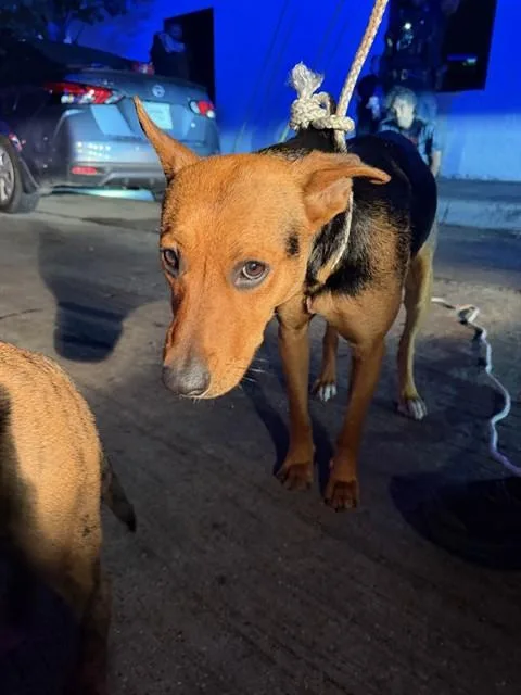A young large-sized female Mixed Breed dog named Sachel for adoption in Dallas, TX