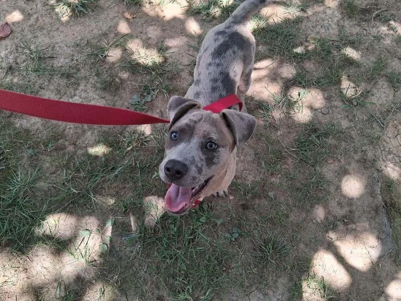 A baby medium-sized male Terrier dog named Pibb for adoption in Candler, NC