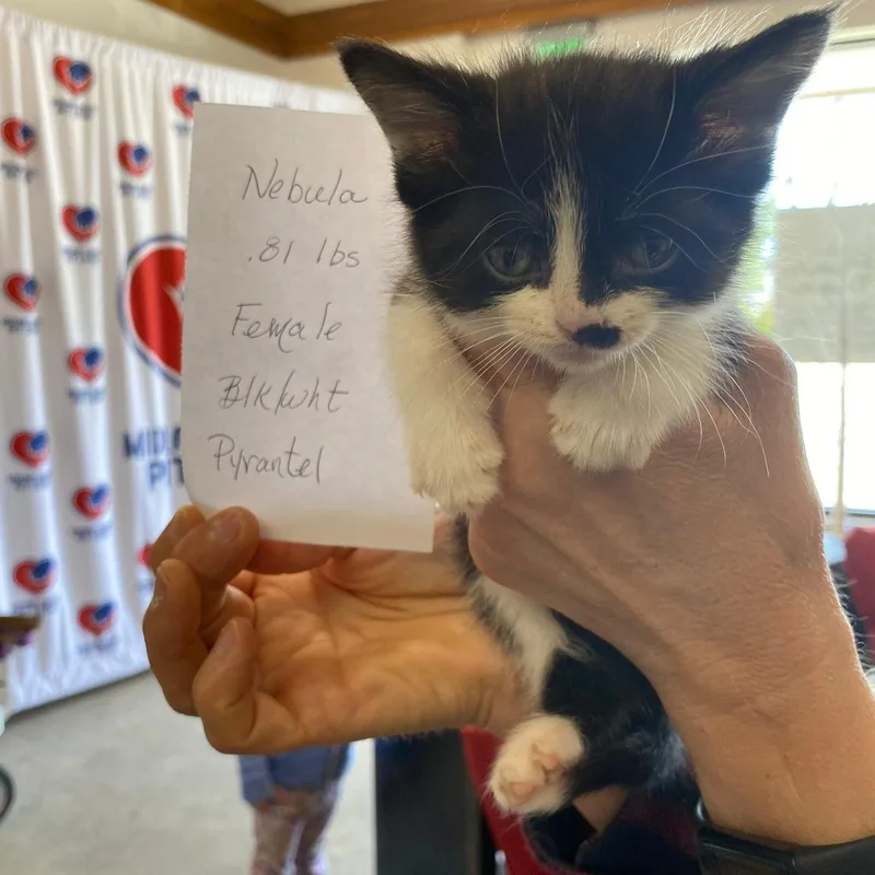 A baby medium-sized female Tuxedo cat named Nebula for adoption in Midland, MI
