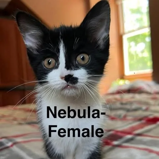 Nebula thumbnail 2
