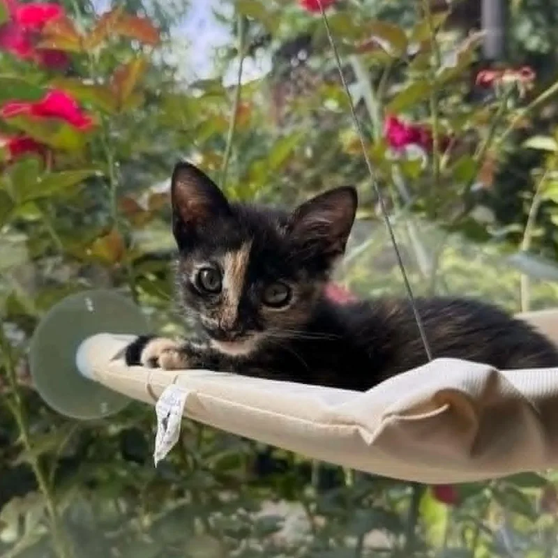 A young medium-sized female Tortoiseshell Domestic Short Hair cat named Bambi for adoption in San Jose, CA