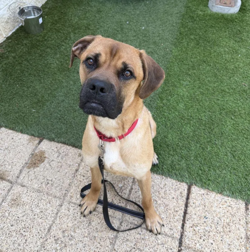 An adult extra large-sized male Yellow / Tan / Blond / Fawn Mixed Breed dog named Bart for adoption in Alexandria, VA