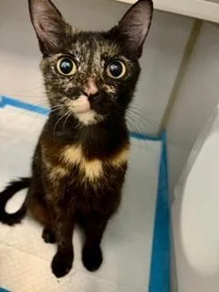 A young medium-sized female Tortoiseshell Domestic Short Hair cat named Mochi for adoption in Winter Haven, FL