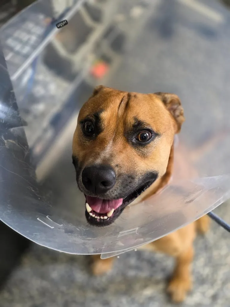A young medium-sized male Boxer dog named Duke for adoption in Carthage, MO