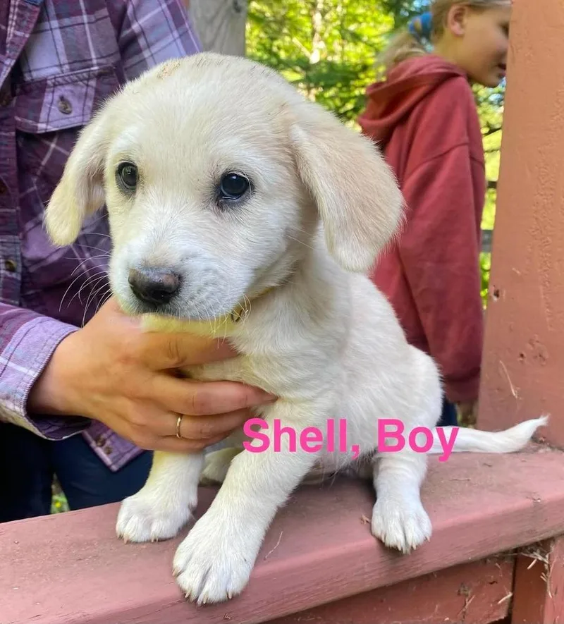 A baby large-sized male Labrador Retriever dog named Shell for adoption in Vancouver, WA