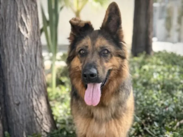 An adult large-sized female German Shepherd Dog dog named Lilly for adoption in Chatsworth, CA