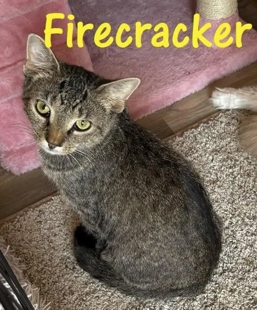 A young medium-sized female Domestic Short Hair cat named Firecracker for adoption in Bloomington, IL