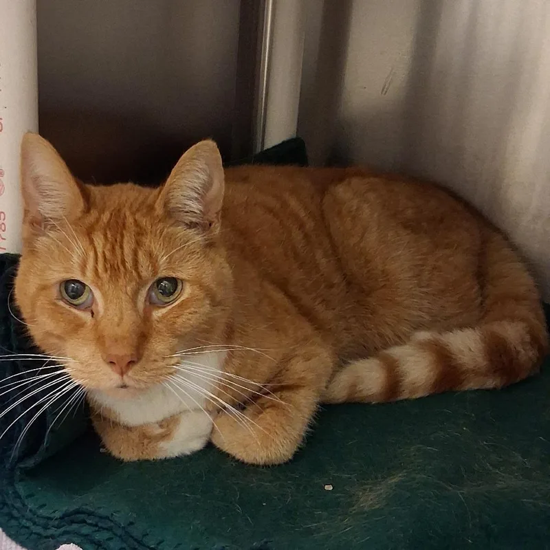 An adult medium-sized male Orange / Red Domestic Short Hair cat named BHSIStray for adoption in International Falls, MN