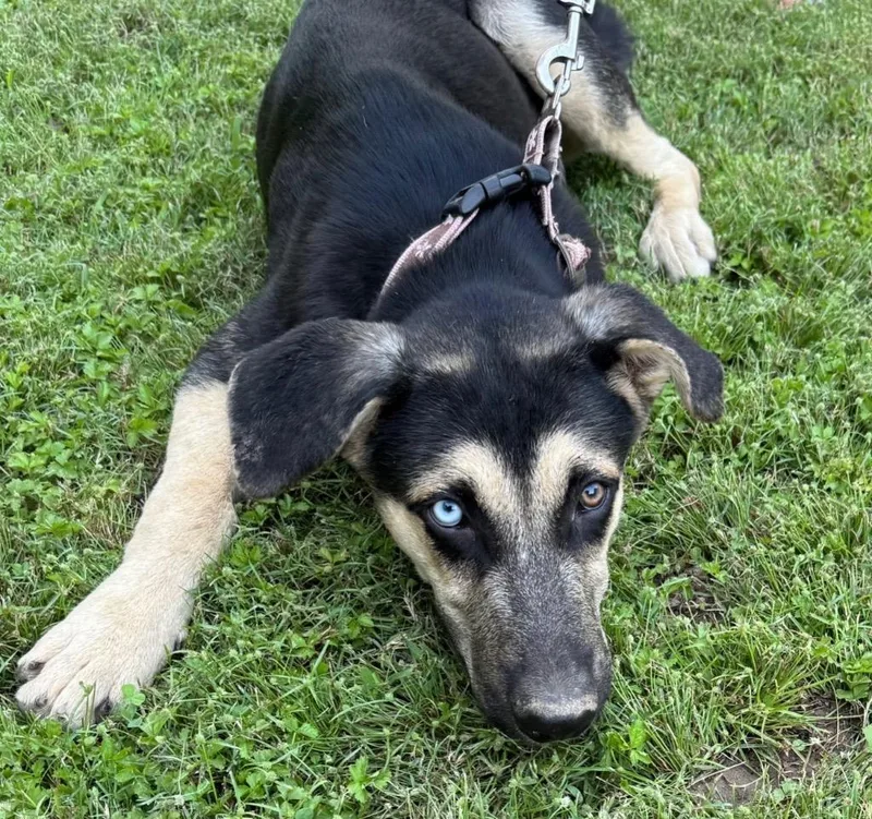A baby medium-sized male German Shepherd Dog dog named Apollo for adoption in Little Rock, AR