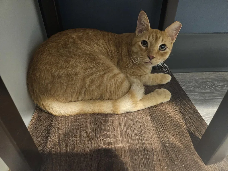 An adult medium-sized male Orange / Red Domestic Short Hair cat named Jareth for adoption in Plano, TX