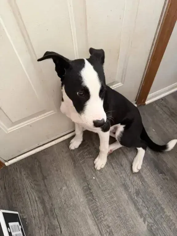 A young medium-sized male Mixed Breed dog named Bandit for adoption in Grand Rapids, MI