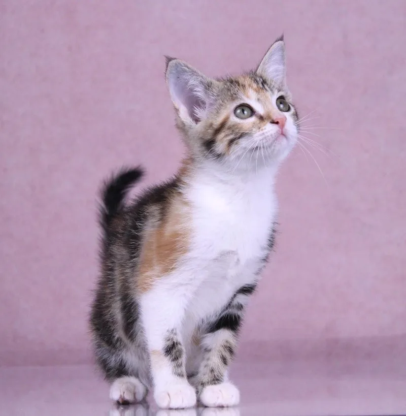 A baby medium-sized female Calico Torbie cat named Cupcake for adoption in Tuscaloosa, AL