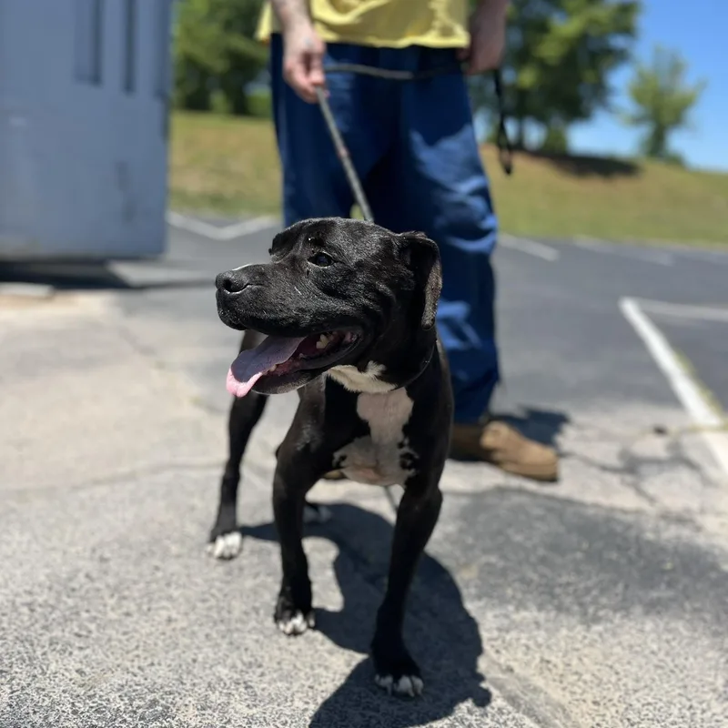 An adult medium-sized female Black Pit Bull Terrier dog named Laika for adoption in Martinsville, VA