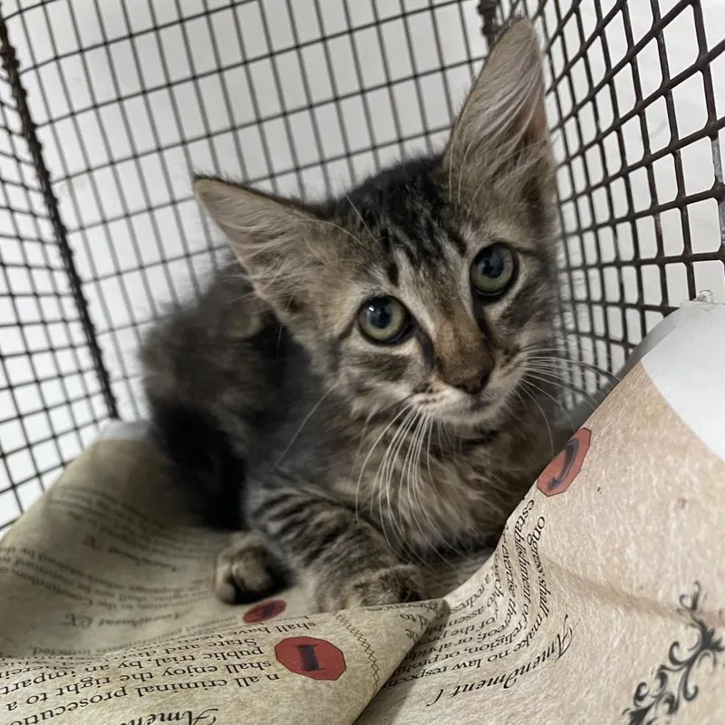 A baby small-sized female Black Domestic Medium Hair cat named Meowchiato for adoption in Edinburg, TX