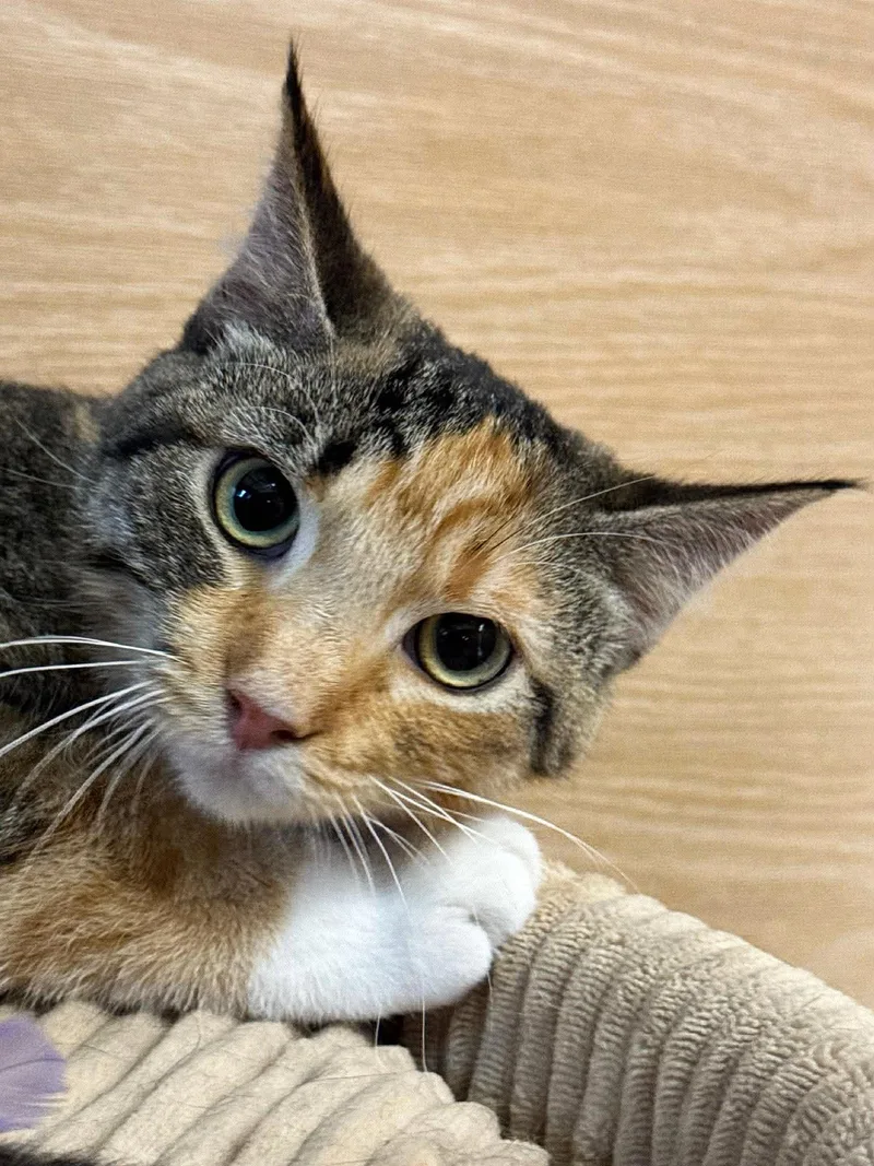 A young medium-sized female Calico Domestic Short Hair cat named Phyllis for adoption in Sioux Falls, SD