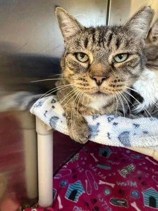 A senior large-sized male Domestic Short Hair cat named Jazz for adoption in Williamsport, PA