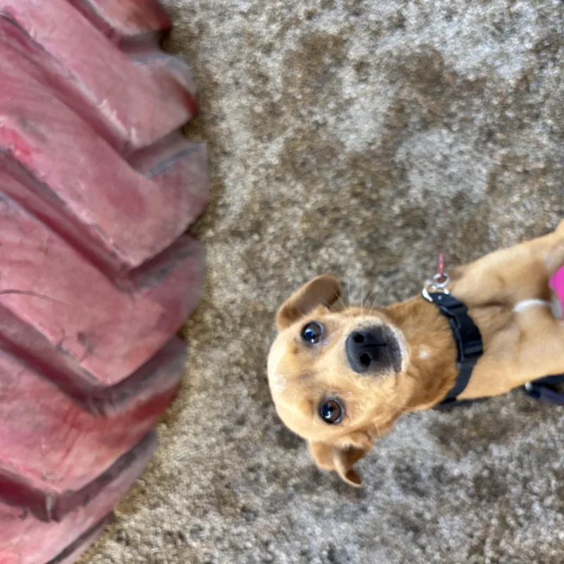 A young small-sized female Chihuahua dog named Chiquis for adoption in Phoenix, AZ