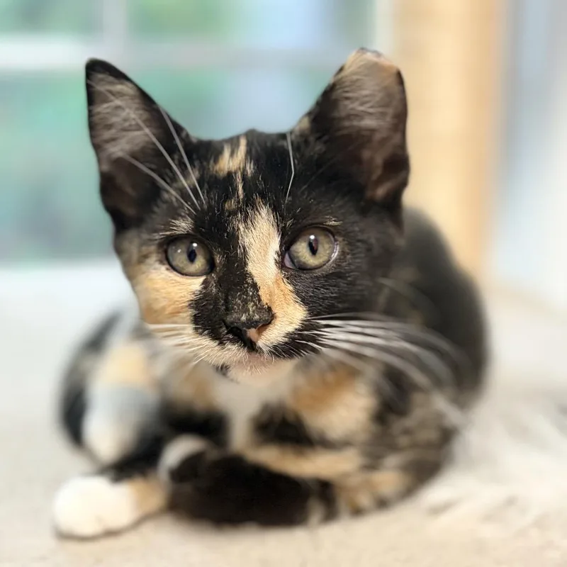 A baby small-sized female Torbie Domestic Short Hair cat named Callie for adoption in Aldie, VA