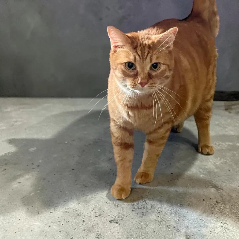 An adult medium-sized male Tabby (Orange / Red) Domestic Short Hair cat named Tigger for adoption in Chuckey, TN