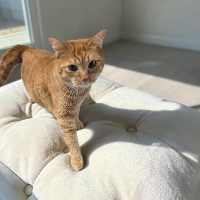 Tigger thumbnail 2