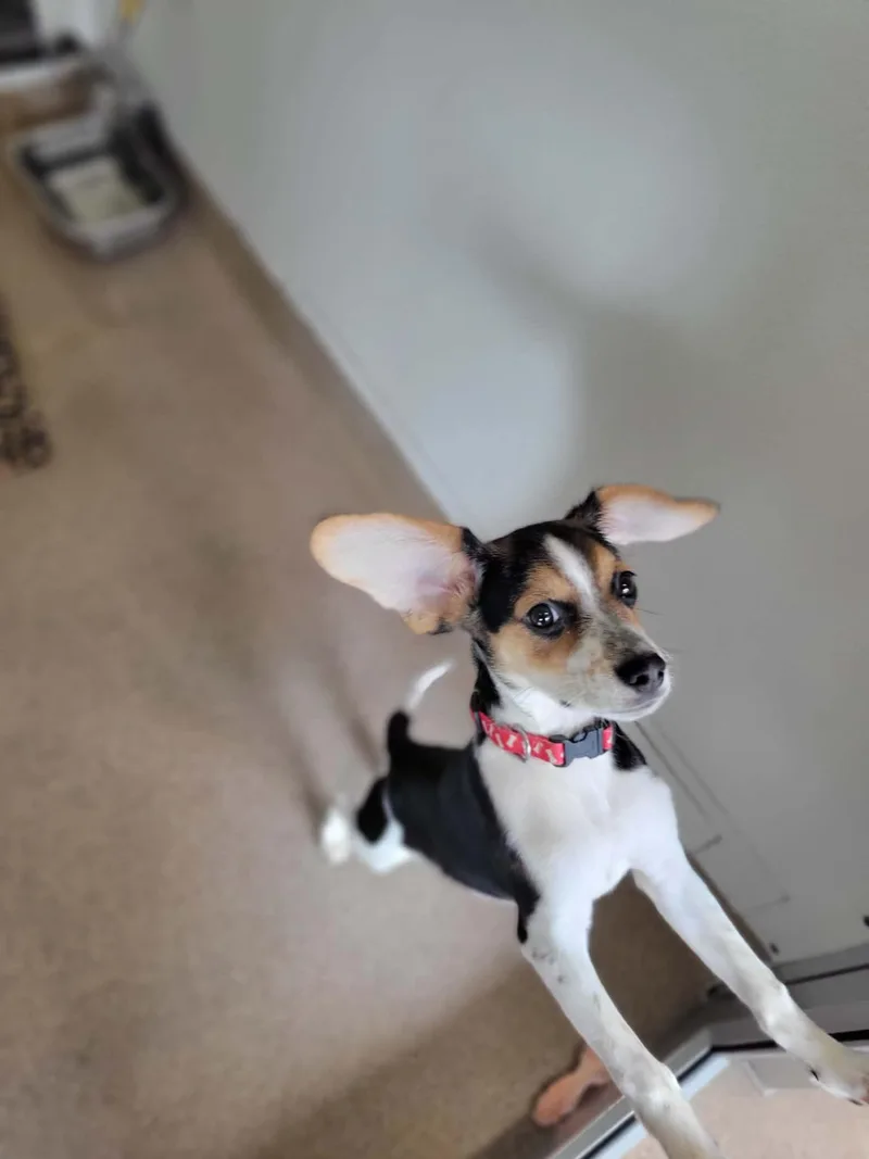 Buddy thumbnail 2