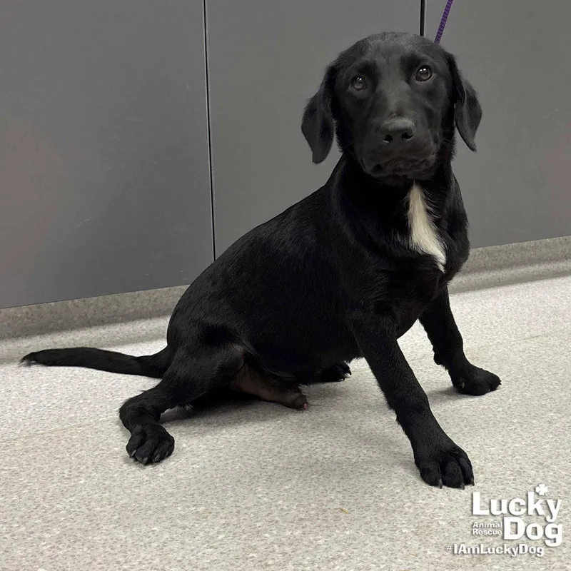 A baby large-sized male Labrador Retriever dog named Scout for adoption in Washington, DC