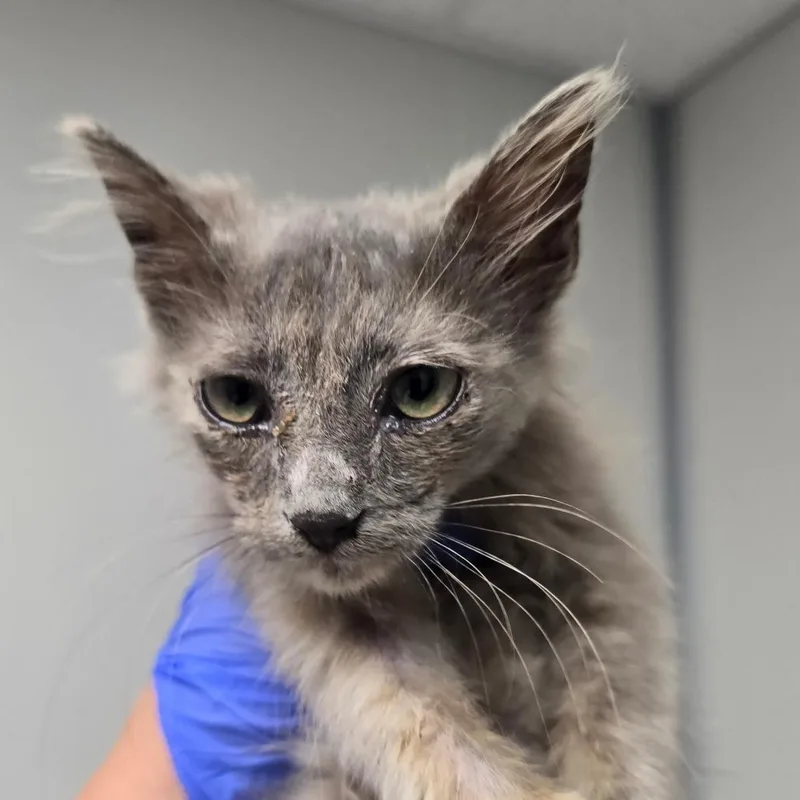 A baby small-sized female Tortoiseshell Domestic Long Hair cat named Autumn for adoption in Concord, NC
