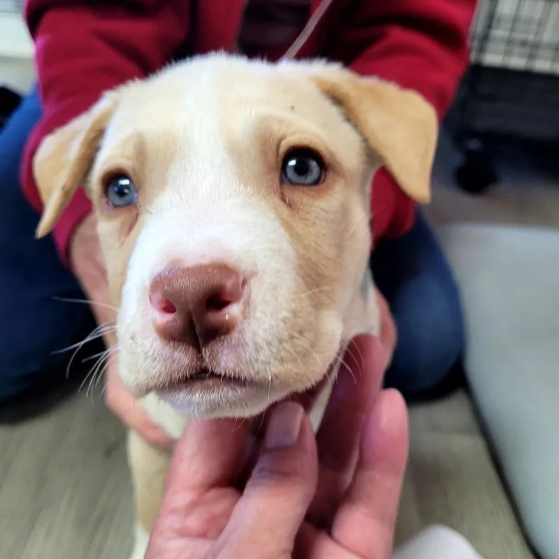 A baby small-sized male Mixed Breed dog named Harry for adoption in Allyn, WA