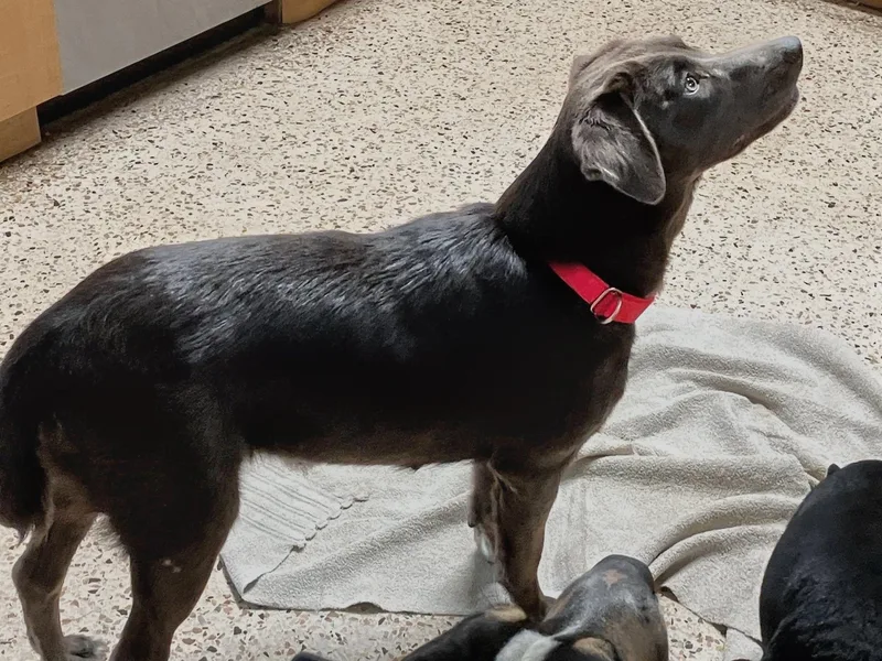 A young medium-sized female Merle (Blue) Blue Lacy dog named Carley for adoption in Tampa, FL